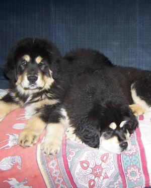 TibetanMastiff